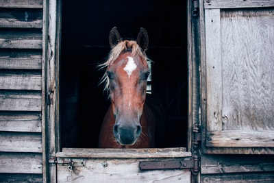 Close-up of horse barn
